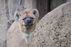 spotted hyena