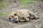 liegende Spotted Hyena