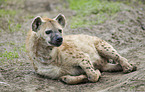 liegende Spotted Hyena