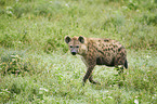 running Spotted Hyena