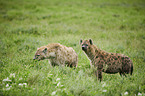 standing Spotted Hyenas