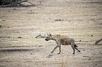 running Spotted Hyena