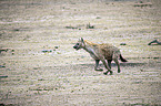 running Spotted Hyena