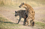 Spotted Hyenas when mating