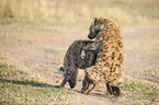 Spotted Hyenas when mating