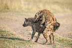 Spotted Hyenas when mating