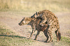 Spotted Hyenas when mating