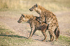 Spotted Hyenas when mating