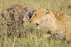 Spotted Hyena and Lion