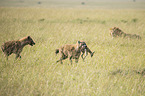 Spotted Hyenas with prey