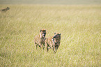 Spotted Hyenas with prey