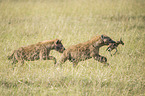 Spotted Hyenas with prey