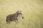 Spotted Hyena with prey
