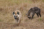 spotted hyenas