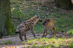 spotted hyenas