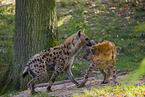 spotted hyenas