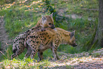 spotted hyenas