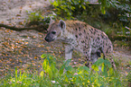 spotted hyena