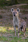 spotted hyena