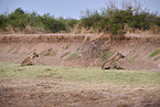 spotted hyena