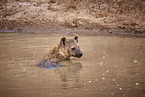 spotted hyena