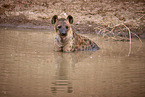 spotted hyena