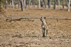 spotted hyena