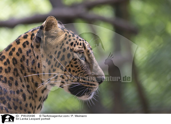 Sri Lanka Leopard Portrait / Sri Lanka Leopard portrait / PW-05496