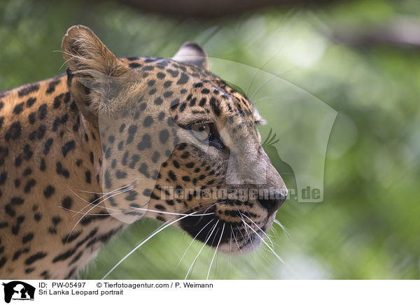 Sri Lanka Leopard portrait / PW-05497