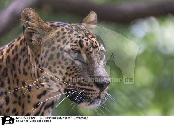 Sri Lanka Leopard portrait / PW-05498