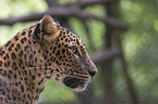Sri Lanka Leopard portrait