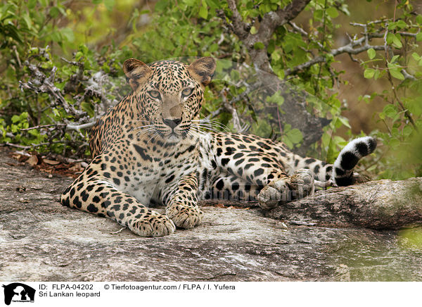 Sri Lankan leopard / FLPA-04202