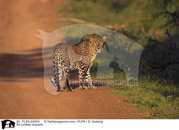 Sri Lankan leopard / FLPA-04204