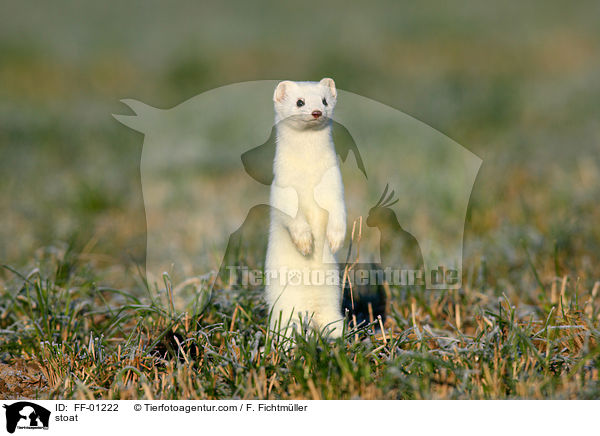 Hermelin / stoat / FF-01222