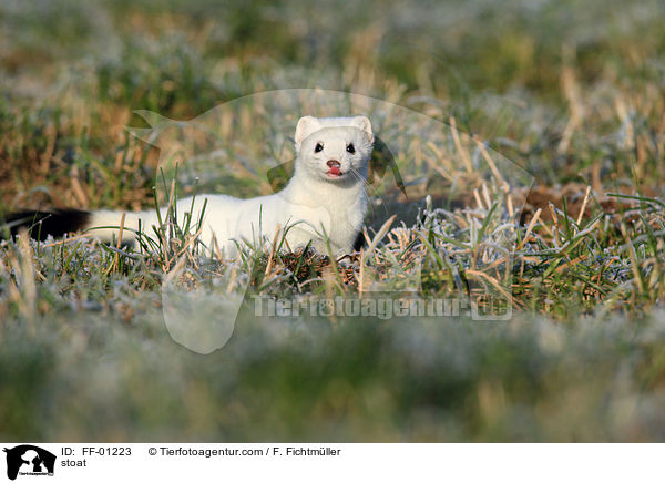 Hermelin / stoat / FF-01223