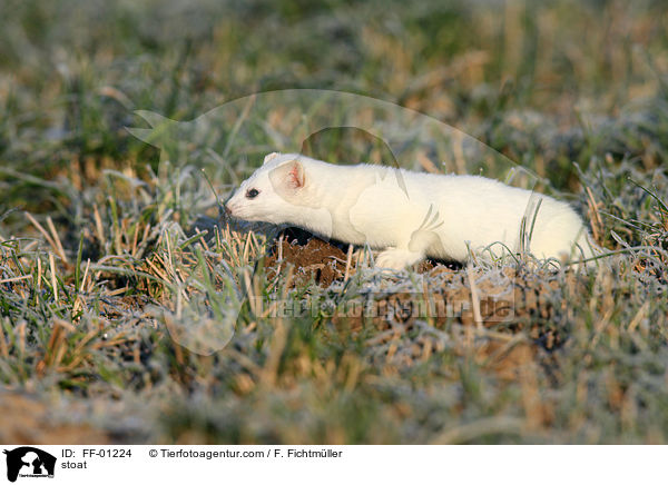 stoat / FF-01224