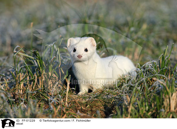 Hermelin / stoat / FF-01229