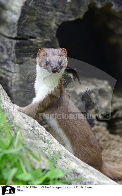 Stoat / FH-01394
