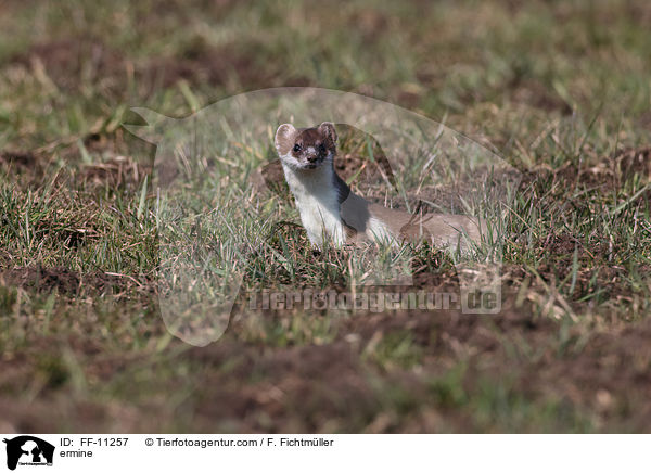Hermelin / ermine / FF-11257
