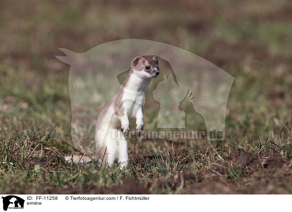 Hermelin / ermine / FF-11258