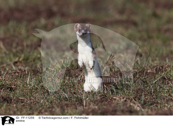 Hermelin / ermine / FF-11259