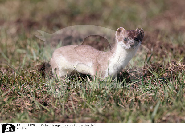 ermine / FF-11260