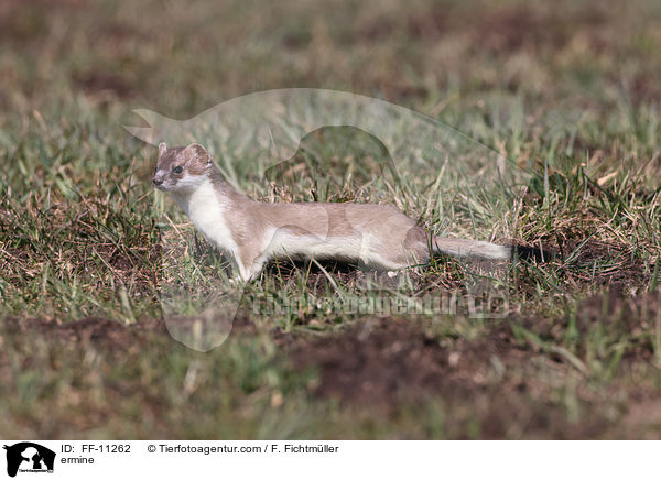 Hermelin / ermine / FF-11262