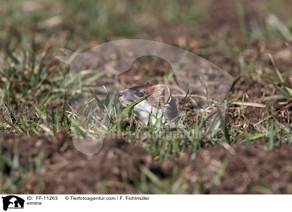 Hermelin / ermine / FF-11263