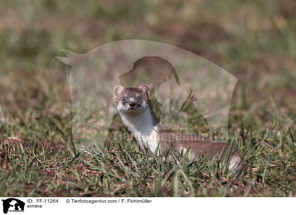Hermelin / ermine / FF-11264