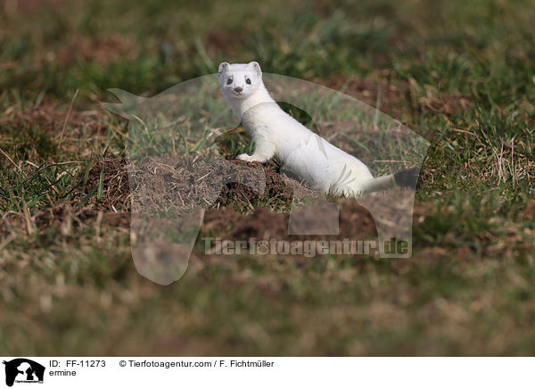 Hermelin / ermine / FF-11273