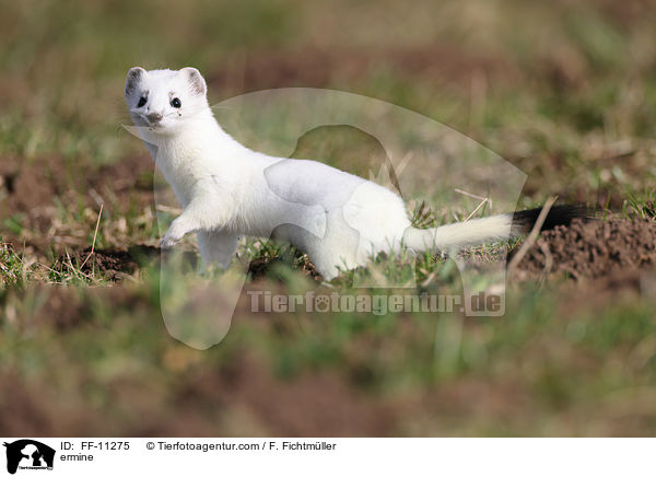 Hermelin / ermine / FF-11275