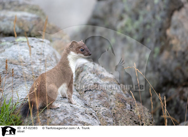 stoat / AT-02383