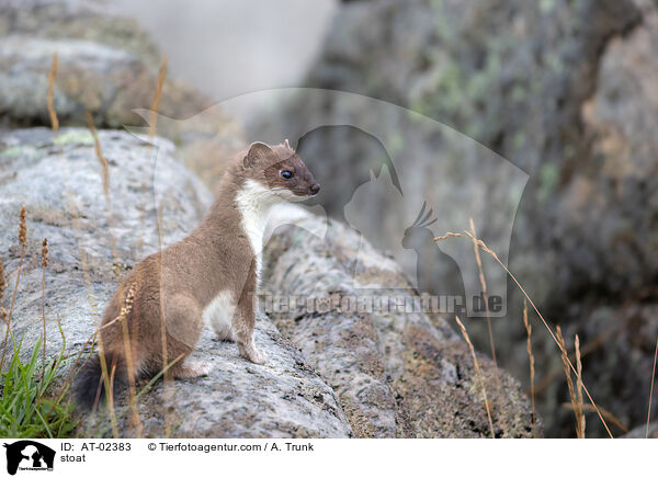 Hermelin / stoat / AT-02383