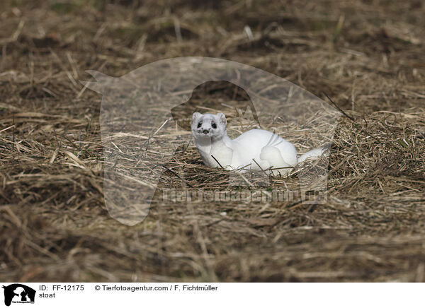Hermelin / stoat / FF-12175